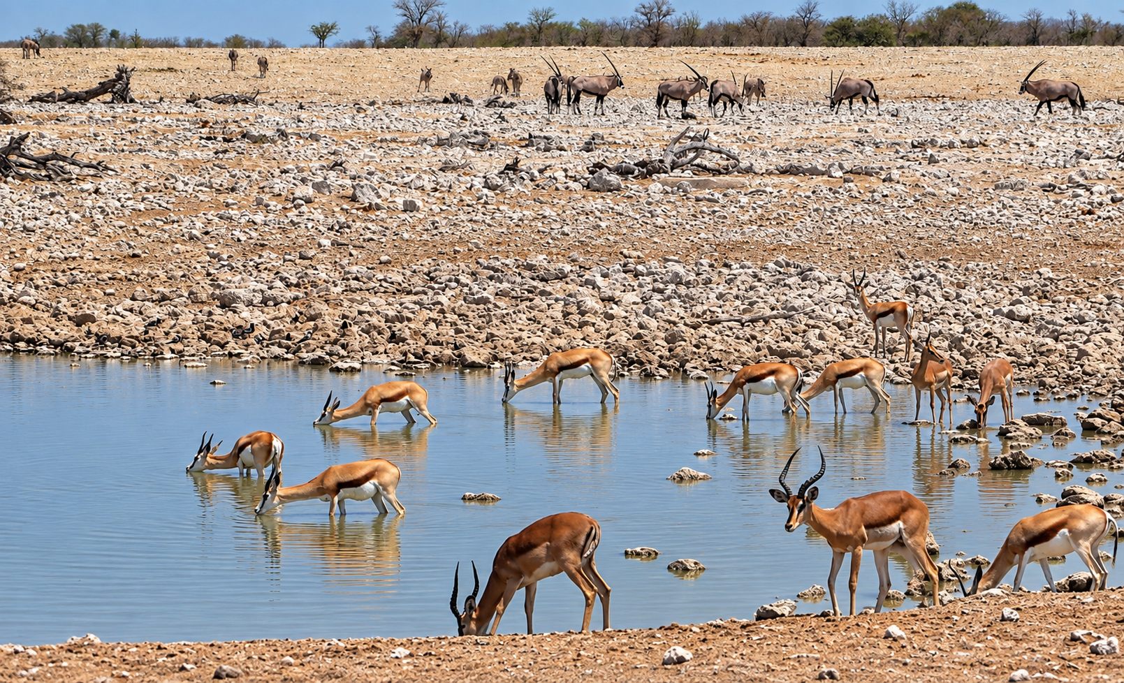 Etosha National Park